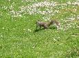 faune de St James's Park